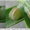 thym lineola larva5 volg4